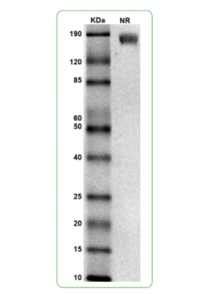 MW: Molecular Weight marker reduced condition
NR: IL-6Rα dimer under non-reduced condition